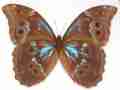 Morpho didius (aberrant) (Internet Image property of respective owner, non-commercial use only)